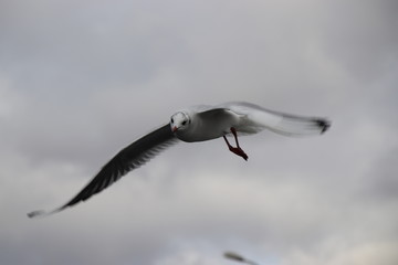 seagull flying in the sky