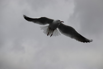 seagull flying in the blue sky