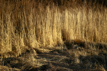 dry grass on a background sunset