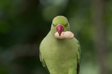 Close up view of the green rose-ringed (Psittacula krameri) parakeet