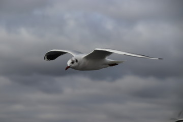 seagull in flight