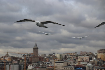 seagull in the city