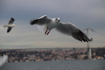 seagull in flight with Bridge