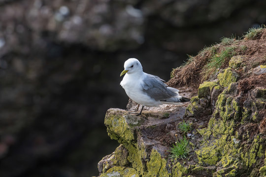 Kittiwake (Rissa tridactyla) standing on the cliffs