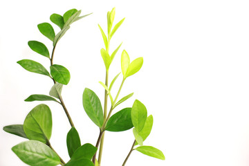 branch with green leaves