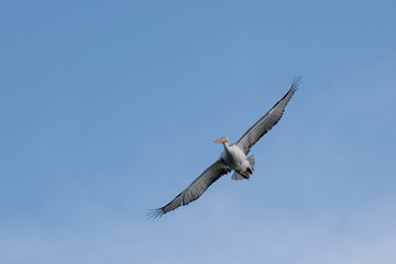 Dalmatian pelican (Pelecanus crispus) Wildlife in natural habitat