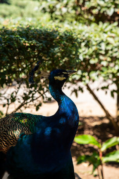 peacock in the park closeup