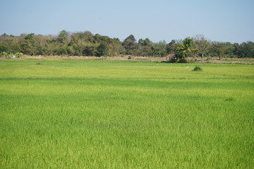Fototapeta premium The rice fields in the countryside are warm and humid.