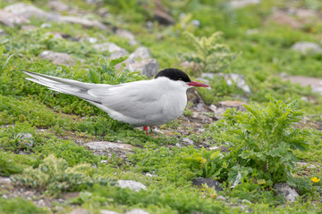 Close up of Arctic tern (Sterna paradisaea) in nature.