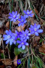 Leberblümchen (Hepatica nobilis) aus der Familie der Hahnenfußgewächse (Ranunculaceae)....
