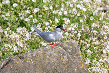 Close up of Arctic tern (Sterna paradisaea) in nature.
