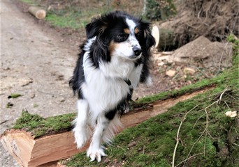 Australian Shepherd