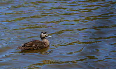 Brown duck swimming alone on water