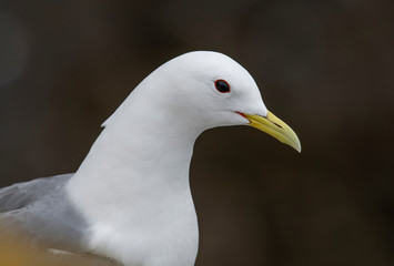 Kittiwake (Rissa tridactyla) standing on the cliffs