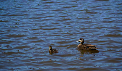 Mother duck and duckling swimming on water