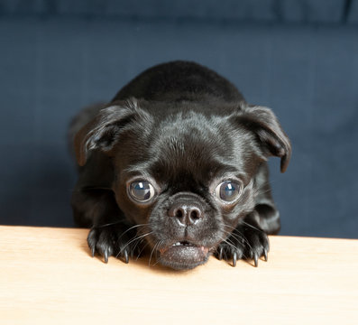 Mops Frida; schwarzer Mops, Retromops, altdeutscher Mops, welpe, 