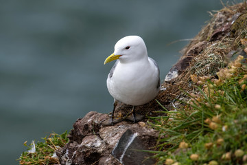 Kittiwake (Rissa tridactyla) standing on the cliffs