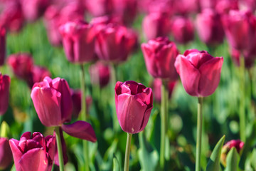 Closeup of pink tulips flowers with green leaves in the park outdoor.
