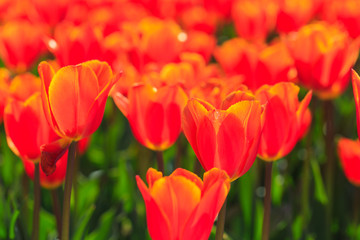 Fototapeta premium Closeup of red-orange tulips flowers with green leaves in the park outdoor. beautiful flowers in spring