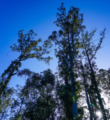 Tall trees with blue sky in background