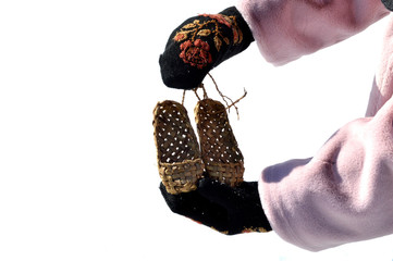 Hands with black mittens with russian traditional pattern holding bast shoes isolated on white...