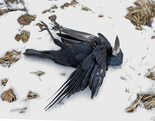 dead raven in the fall. shot down wild bird. snow. texture of feathers, dry grass, leaves. image from the game of thrones. Avian influenza. Grippus avium. Bird flu