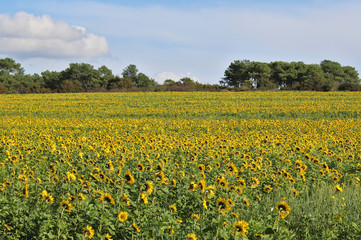 field of dandelions