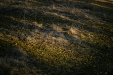 green grassy lawn in the glare of the sun