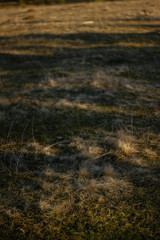 green grassy lawn in the glare of the sun