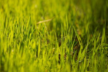 Green Grass Background