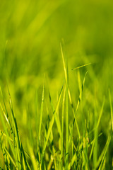 Green Grass Background