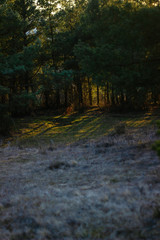 morning in the summer forest