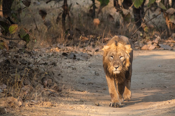 A male Asiatic lion takes a walk inside the forests of the Gir National Park in Guj © Balaji
