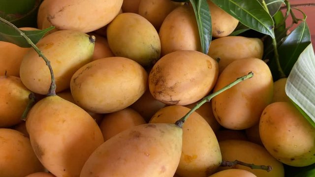 Marian plum in basket panning shot