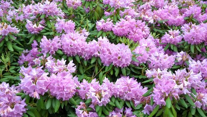 Obraz premium Pink flowers, panoramic background