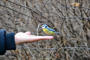 Hungry tomtit (Chickadee, titmouse ) eating seeds from a human hand. Beautiful tit with yellow belly