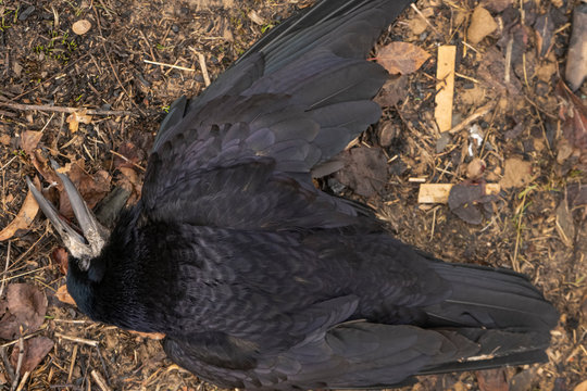 dead raven in the fall. shot down wild bird. snow. texture of feathers, dry grass, leaves. image from the game of thrones. Avian influenza. Grippus avium. Bird flu