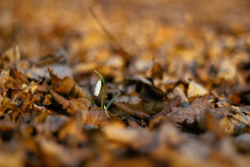 background of spring snowdrops flowers between dry leaves in the forest