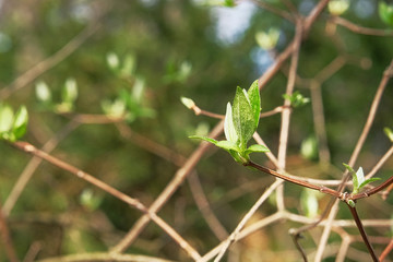 Spring gentle leaves, buds and branches in springtime, closeup. Green leaves on branches in sunny day, forest. Bokeh light background.