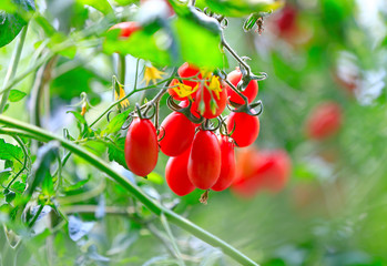 Growing tomatoes in a greenhouse