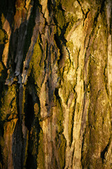 texture of tree bark