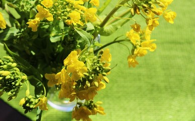 花　菜の花　春の便り　穏やか　屋内