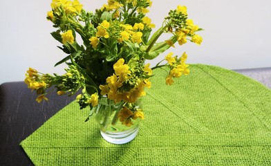 花　菜の花　春の便り　穏やか　屋内