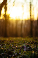 morning in the summer forest