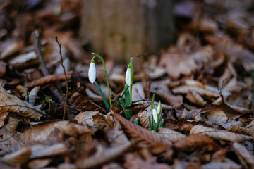 background of spring snowdrops flowers between dry leaves in the forest