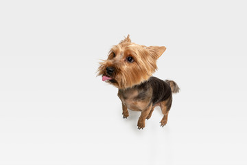 Flying, jumping. Yorkshire terrier dog is posing. Cute playful brown black doggy or pet playing on white studio background. Concept of motion, action, movement, pets love. Looks delighted, funny.