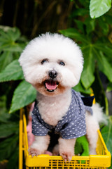 The lovely bichon is outdoors