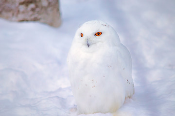 Snowy owl in Snow in Japan