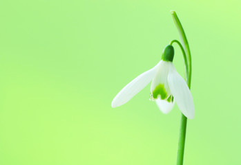Snowdrop flower. Copy space for your text.