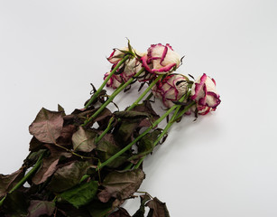 Wilted long red-white roses with leaves